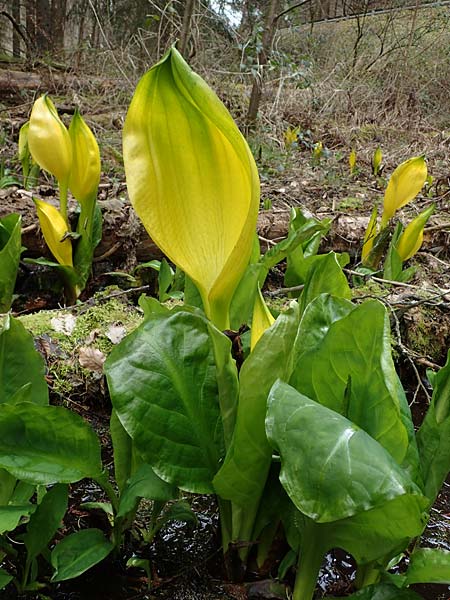 Lysichiton americanus / American Skunk Cabbage, Swamp Lantern, D Elmstein 6.4.2022