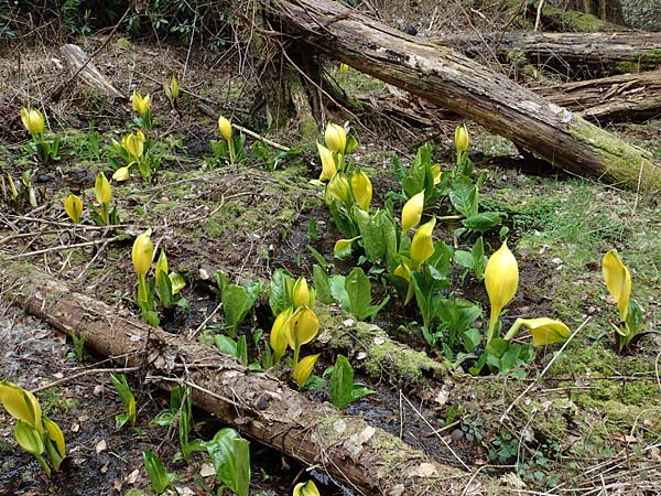 Lysichiton americanus \ Gelbe Schein-Kalla, Amerikanischer Stinktier-Kohl / American Skunk Cabbage, Swamp Lantern, D Elmstein 6.4.2022