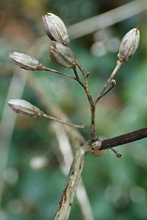 Lapsana communis subsp. communis \ Gemeiner Rainkohl, D Wachenheim 31.10.2023