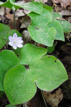 Hepatica nobilis \ Leberblmchen / Liverleaf, D Nüdlingen 9.5.2015