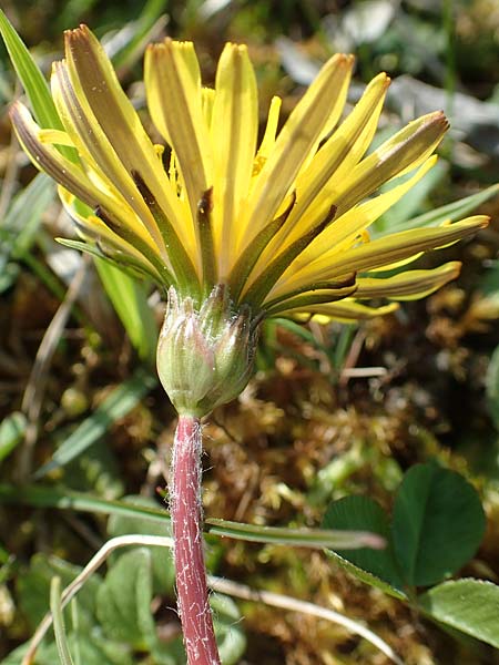 Taraxacum ciliare / Ciliate Marsh Dandelion, D Konstanz 24.4.2018