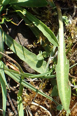 Taraxacum ciliare \ Gewimperter Sumpf-Lwenzahn / Ciliate Marsh Dandelion, D Konstanz 24.4.2018