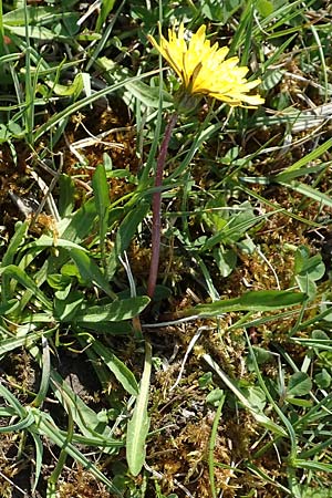 Taraxacum ciliare \ Gewimperter Sumpf-Lwenzahn / Ciliate Marsh Dandelion, D Konstanz 24.4.2018