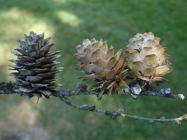 Larix kaempferi \ Japanische Lrche, D Stuttgart-Hohenheim 19.7.2018