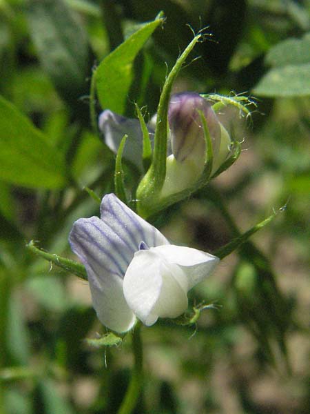 Vicia lens / Lentil, D Botan. Gar.  Universit.  Mainz 4.8.2007