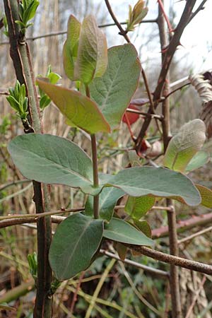 Lonicera caprifolium \ Garten-Geiblatt, Echtes Geiblatt / Italian Honeysuckle, D Heidelberg 17.3.2017