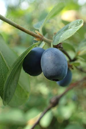 Lonicera caerulea \ Blaue Heckenkirsche / Blue-Berried Honeysuckle, Bearberry Honeysuckle, D Botan. Gar.  Universit.  Tübingen 6.6.2018