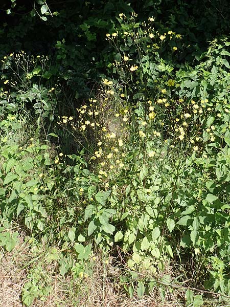 Lapsana communis subsp. communis \ Gemeiner Rainkohl / Nipplewort, D Spessart, Jossa 21.6.2020