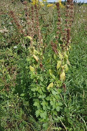 Leonurus cardiaca subsp. cardiaca \ Echtes Herzgespann, Gewhnlicher Lwenschwanz / Motherwort, D Weisenheim am Sand 26.8.2021