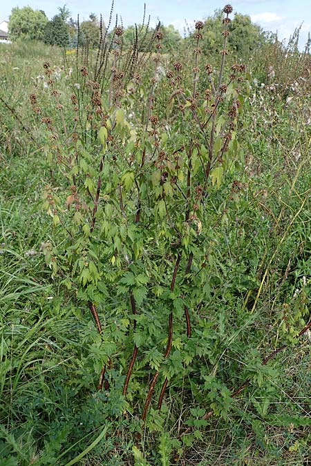 Leonurus cardiaca subsp. cardiaca \ Echtes Herzgespann, Gewhnlicher Lwenschwanz / Motherwort, D Weisenheim am Sand 26.8.2021