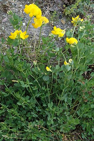 Lotus corniculatus \ Gewhnlicher Hornklee, D Mannheim 27.4.2022