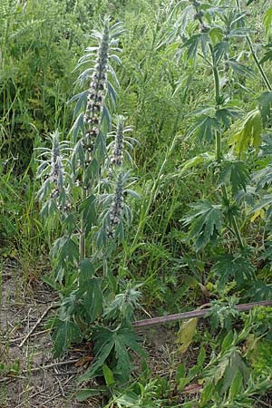 Leonurus cardiaca subsp. cardiaca \ Echtes Herzgespann, Gewhnlicher Lwenschwanz / Motherwort, D Sachsen-Anhalt, Süßer See 7.6.2022