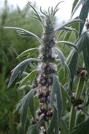 Leonurus cardiaca subsp. cardiaca \ Echtes Herzgespann, Gewhnlicher Lwenschwanz / Motherwort, D Sachsen-Anhalt, Süßer See 7.6.2022