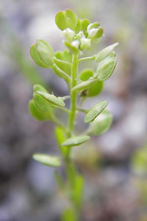 Lepidium densiflorum \ Dichtbltige Kresse / Common Pepperweed, D Ludwigshafen 10.6.2013