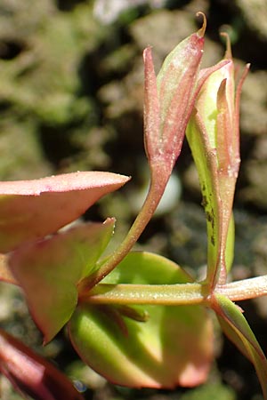 Lindernia dubia \ Amerikanisches Bchsenkraut, Groes Bchsenkraut / Yellowseed False Pimpernel, D Groß-Gerau 21.9.2015