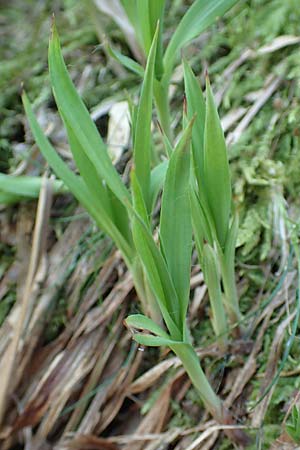 Luzula desvauxii \ Desvaux-Hainsimse, Pyrenen-Hainsimse, D Schwarzwald, Belchen 27.5.2017