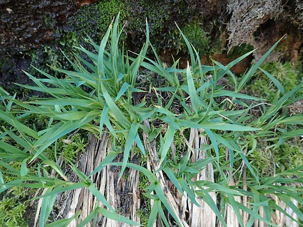 Luzula desvauxii \ Desvaux-Hainsimse, Pyrenen-Hainsimse, D Schwarzwald, Belchen 27.5.2017