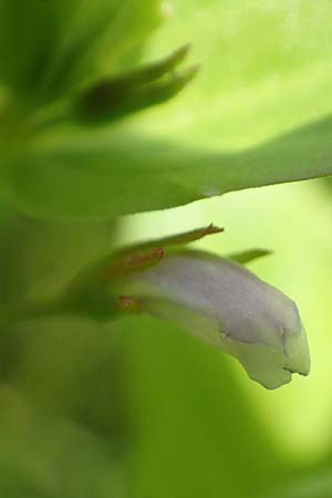 Lindernia dubia \ Amerikanisches Bchsenkraut, Groes Bchsenkraut / Yellowseed False Pimpernel, D Groß-Gerau 15.7.2017