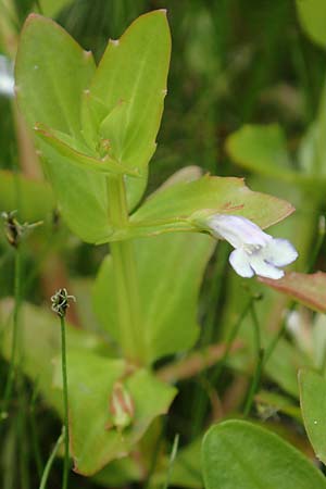 Lindernia dubia \ Amerikanisches Bchsenkraut, Groes Bchsenkraut / Yellowseed False Pimpernel, D Groß-Gerau 15.7.2017