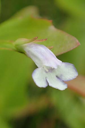 Lindernia dubia \ Amerikanisches Bchsenkraut, Groes Bchsenkraut / Yellowseed False Pimpernel, D Groß-Gerau 15.7.2017