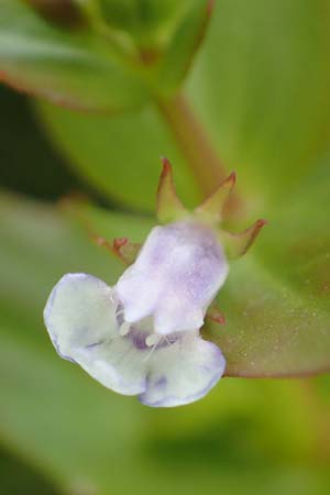 Lindernia dubia \ Amerikanisches Bchsenkraut, Groes Bchsenkraut / Yellowseed False Pimpernel, D Groß-Gerau 15.7.2017