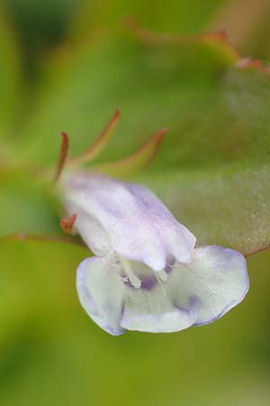 Lindernia dubia \ Amerikanisches Bchsenkraut, Groes Bchsenkraut / Yellowseed False Pimpernel, D Groß-Gerau 15.7.2017