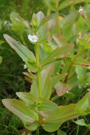 Lindernia dubia \ Amerikanisches Bchsenkraut, Groes Bchsenkraut / Yellowseed False Pimpernel, D Groß-Gerau 15.7.2017