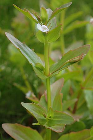 Lindernia dubia \ Amerikanisches Bchsenkraut, Groes Bchsenkraut / Yellowseed False Pimpernel, D Groß-Gerau 15.7.2017