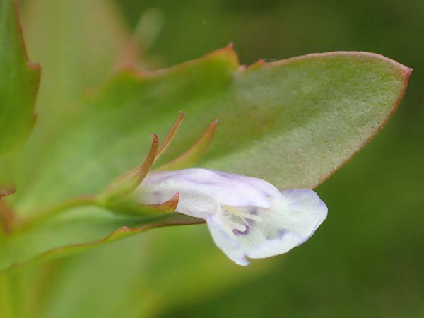 Lindernia dubia \ Amerikanisches Bchsenkraut, Groes Bchsenkraut / Yellowseed False Pimpernel, D Groß-Gerau 15.7.2017