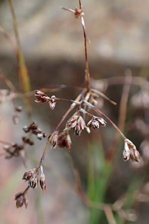 Luzula desvauxii \ Desvaux-Hainsimse, Pyrenen-Hainsimse / Devaux' Wood-Rush, D Schwarzwald/Black-Forest, Belchen 22.7.2017