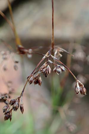 Luzula desvauxii \ Desvaux-Hainsimse, Pyrenen-Hainsimse / Devaux' Wood-Rush, D Schwarzwald/Black-Forest, Belchen 22.7.2017