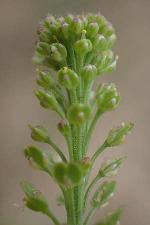 Lepidium densiflorum \ Dichtbltige Kresse / Common Pepperweed, D Hockenheim 8.6.2021