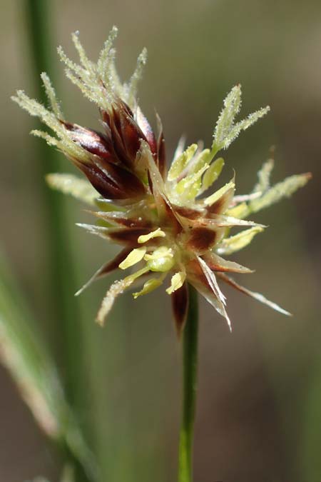 Luzula multiflora \ Vielbltige Hainsimse / Heath Wood-Rush, D Zwingenberg an der Bergstraße 15.4.2022