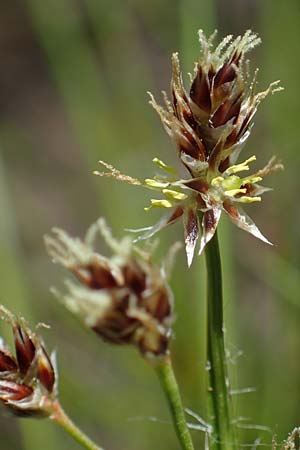 Luzula multiflora \ Vielbltige Hainsimse / Heath Wood-Rush, D Zwingenberg an der Bergstraße 15.4.2022