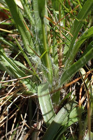 Luzula multiflora \ Vielbltige Hainsimse / Heath Wood-Rush, D Zwingenberg an der Bergstraße 15.4.2022