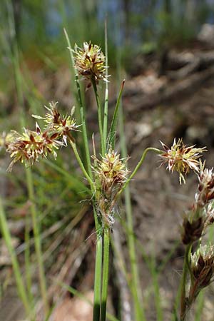 Luzula multiflora \ Vielbltige Hainsimse / Heath Wood-Rush, D Zwingenberg an der Bergstraße 15.4.2022