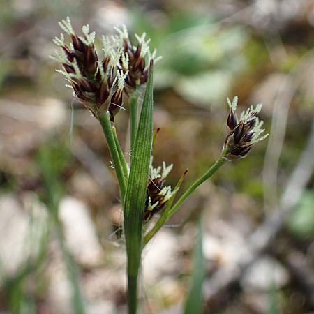 Luzula multiflora \ Vielbltige Hainsimse / Heath Wood-Rush, D Zwingenberg an der Bergstraße 15.4.2022