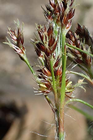 Luzula multiflora \ Vielbltige Hainsimse / Heath Wood-Rush, D Zwingenberg an der Bergstraße 15.4.2022