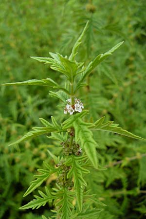 Lycopus exaltatus \ Hoher Wolfstrapp / Great Gipsywort, D Botan. Gar.  Universit.  Mainz 13.9.2008