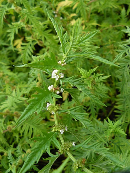 Lycopus exaltatus \ Hoher Wolfstrapp / Great Gipsywort, D Botan. Gar.  Universit.  Mainz 13.9.2008