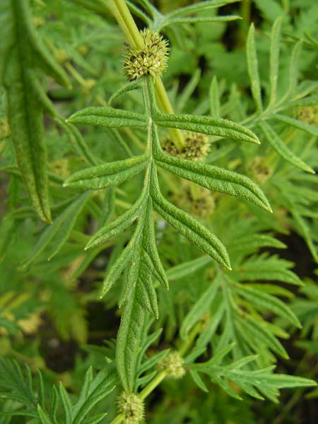 Lycopus exaltatus \ Hoher Wolfstrapp / Great Gipsywort, D Botan. Gar.  Universit.  Mainz 13.9.2008