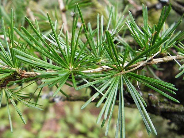 Larix x eurolepis \ Hybrid-Lrche / Hybrid Larch, Dunkeld Larch, D Heppenheim-Kirschhausen 26.6.2015