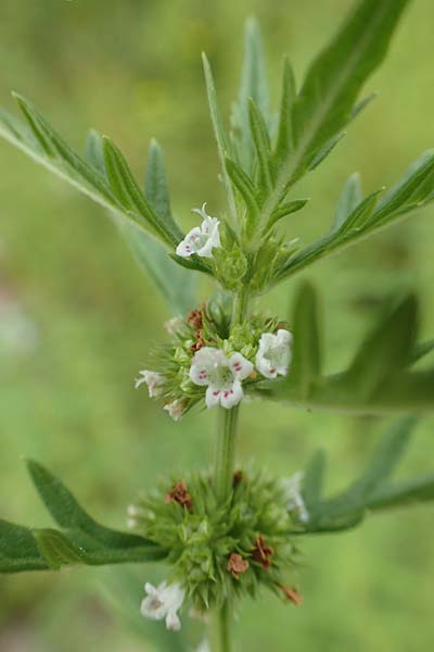 Lycopus exaltatus \ Hoher Wolfstrapp / Great Gipsywort, D Botan. Gar.  Universit.  Tübingen 3.9.2016