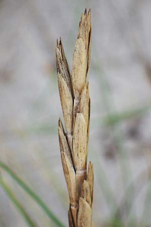 Leymus arenarius / Sea Lyme Grass, D Heiligenhafen 17.9.2021