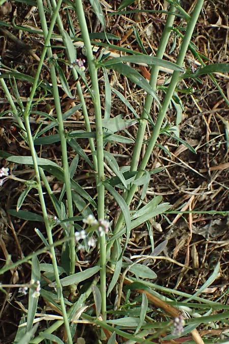 Lepidium graminifolium \ Grasblttrige Kresse / Tall Pepperwort, D Rüdesheim 28.7.2023