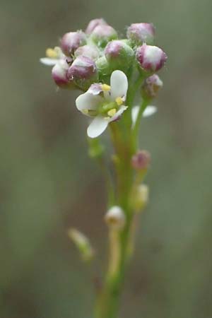 Lepidium graminifolium \ Grasblttrige Kresse / Tall Pepperwort, D Rüdesheim 28.7.2023