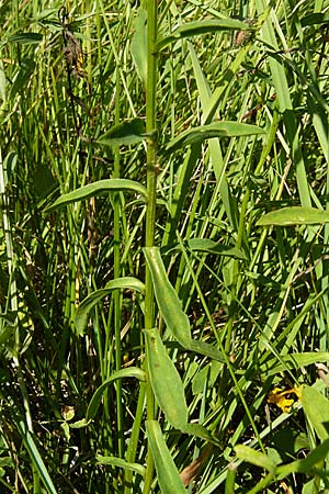 Linum flavum \ Gelber Lein / Yellow Flax, D Blaubeuren 10.7.2015