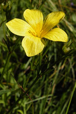 Linum flavum \ Gelber Lein / Yellow Flax, D Blaubeuren 10.7.2015