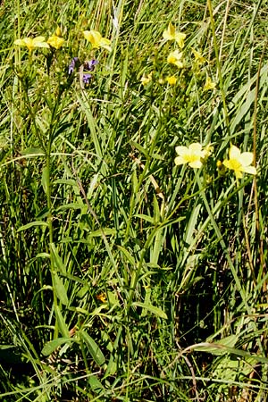 Linum flavum \ Gelber Lein / Yellow Flax, D Blaubeuren 10.7.2015