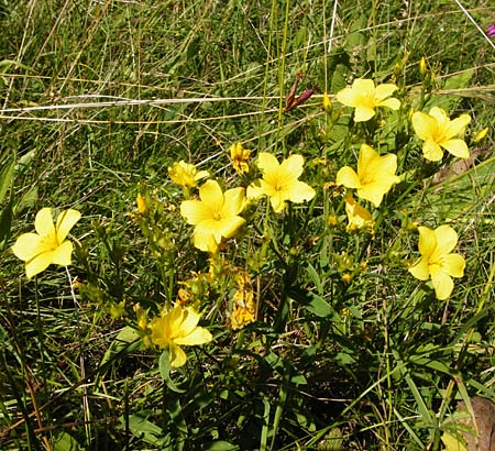 Linum flavum \ Gelber Lein / Yellow Flax, D Blaubeuren 10.7.2015